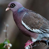 Bare Eyed Pigeon