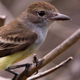 Brown Crested Flycatcher