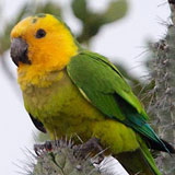 Brown Shouldered Parakeet Bonaire