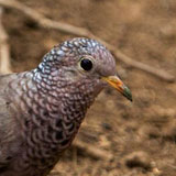 Common Ground Dove