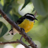 Bananaquit