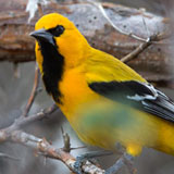 Yellow Oriole Bonaire
