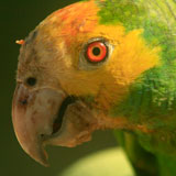 Yellow Shouldered Amazon Parrot